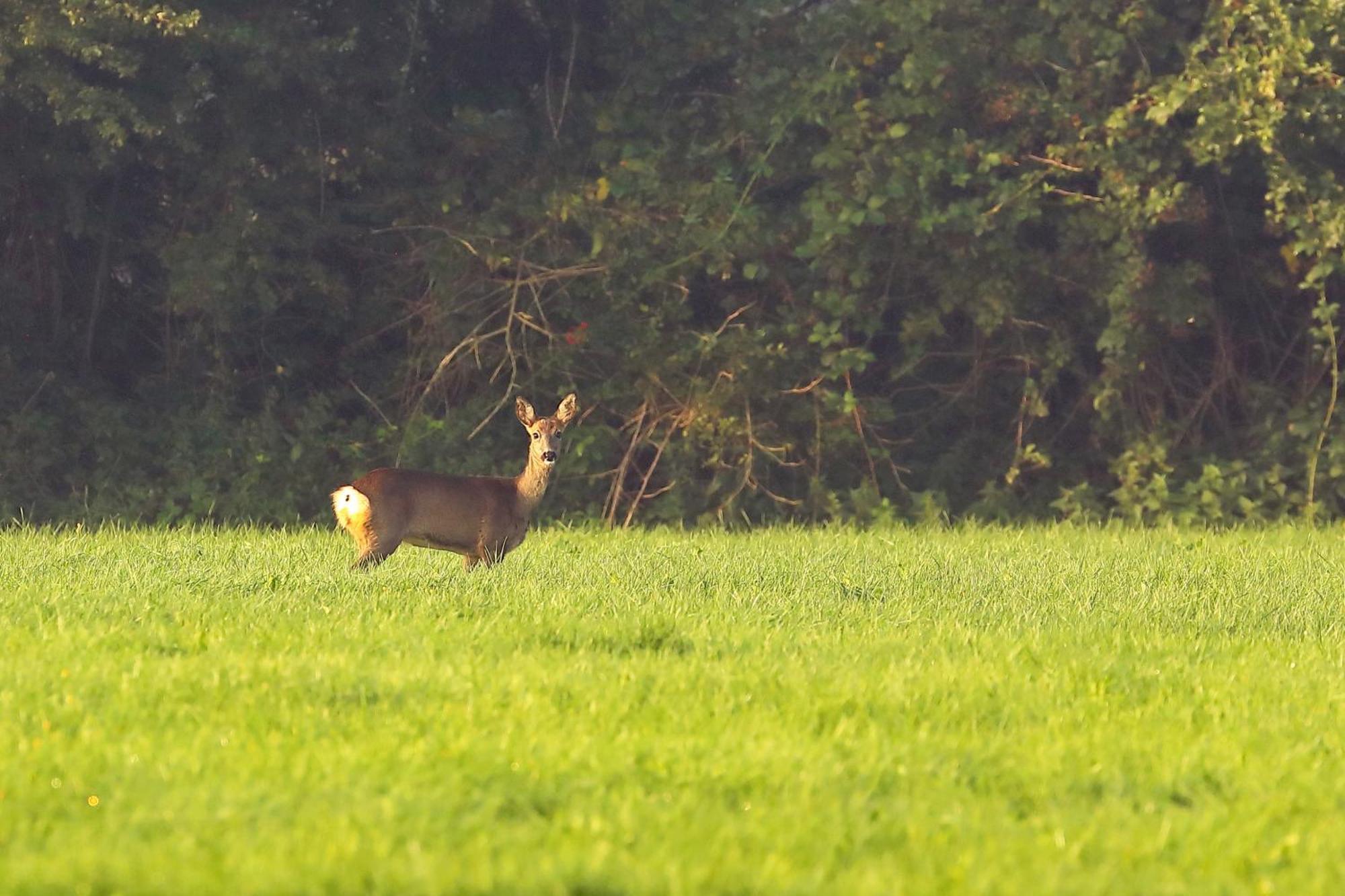 Natuurhuisje 'T Poepekrus Kootstertille Bagian luar foto